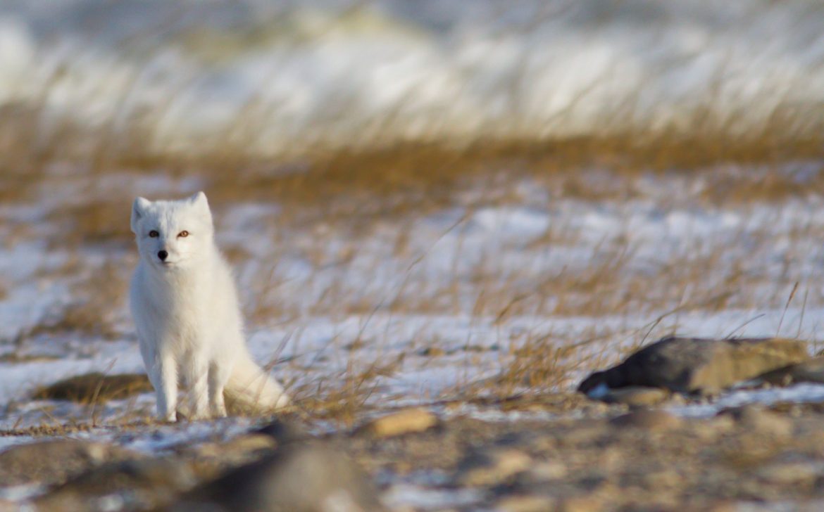Arctic-Fox.jpeg