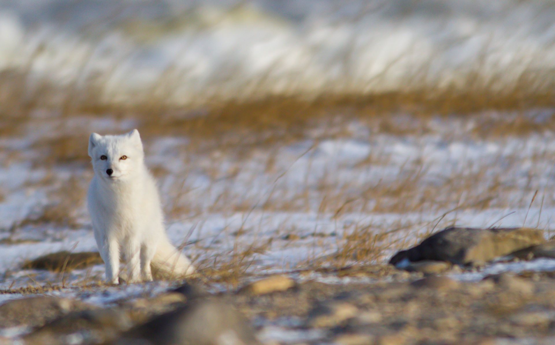 Arctic Fox