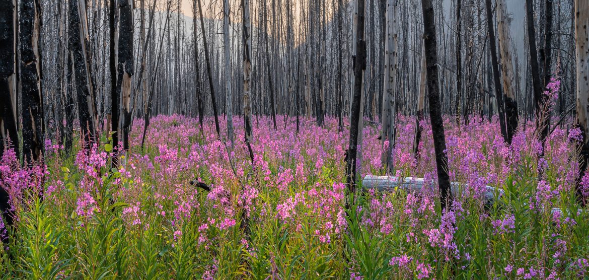 Fire-Landscape_jkgabbert_AdobeStock-fin_Web.jpg