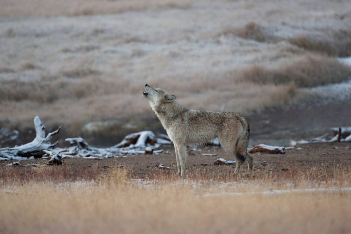 Wolf-howl.jpg