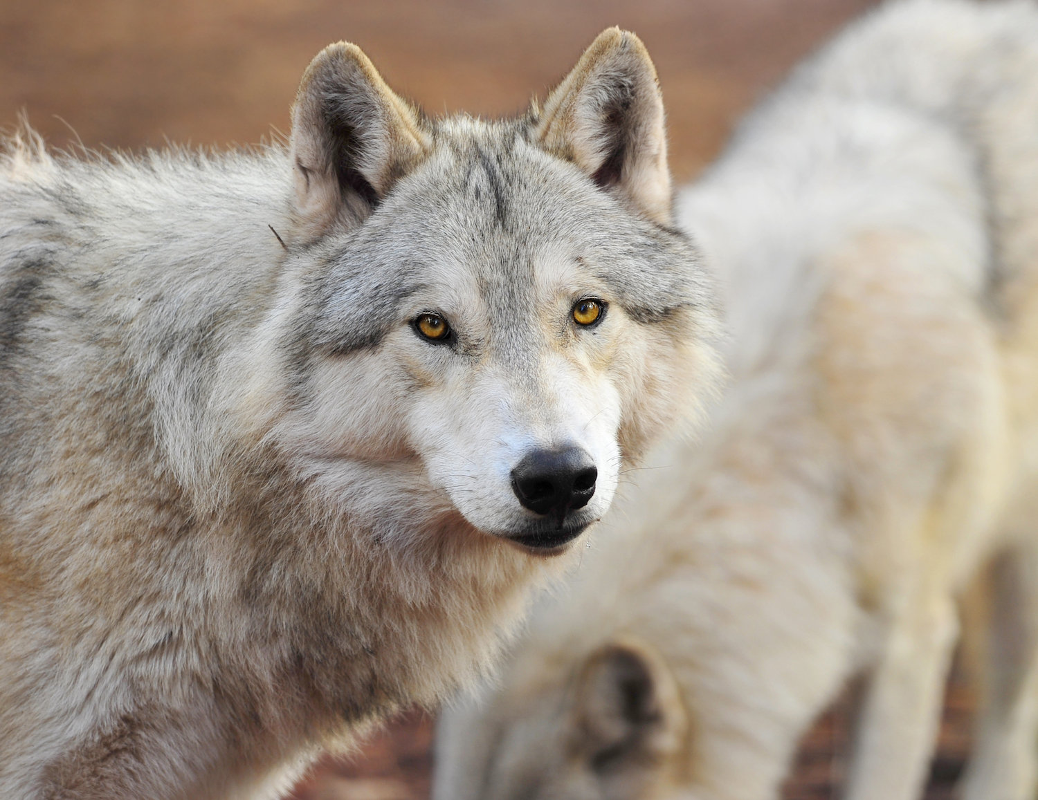 timber wolf head shot portrait looking, yellowstone national park, montana, usa.